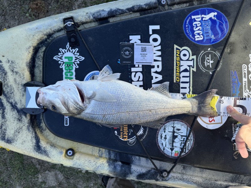 Fish Measure Picture